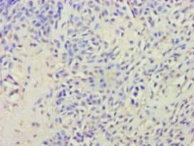 AVP / ADH / Vasopressin Antibody