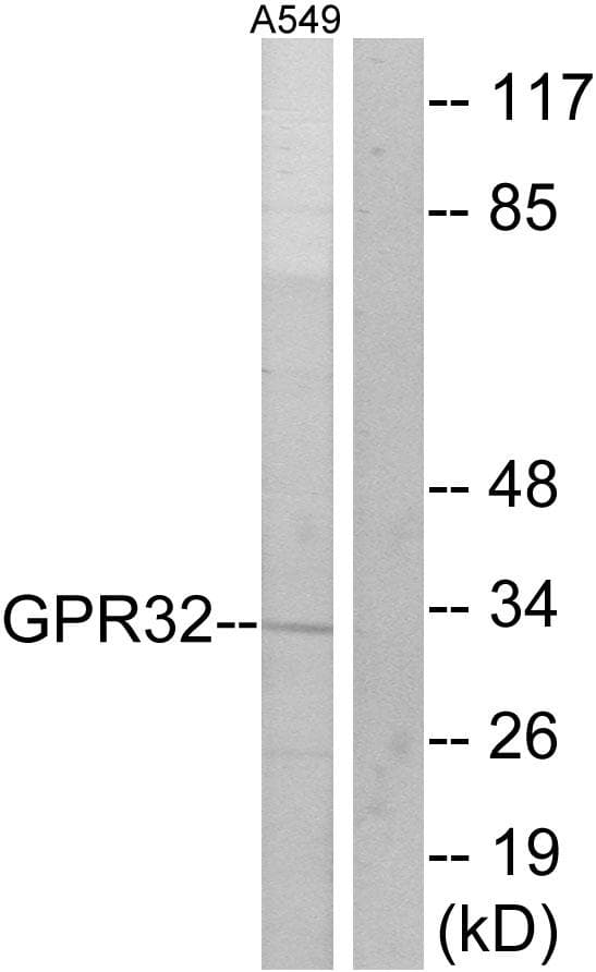 GPR32 Antibody