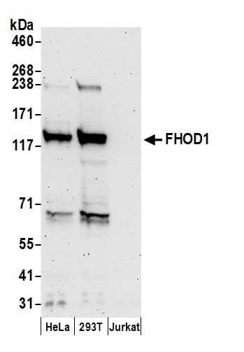 FHOS / FHOD1 Antibody (aa1050-1100)