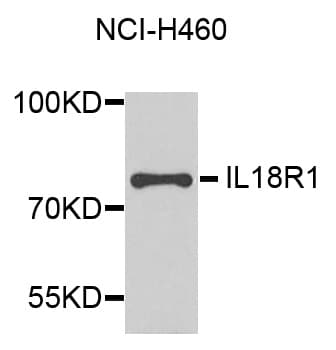 CDw218a / IL18R1 Antibody