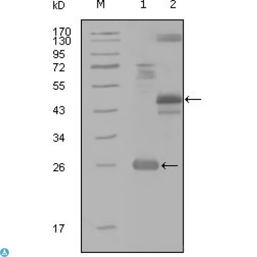 Monoclonal Mouse anti-Human MAP4K4 Antibody (WB)
