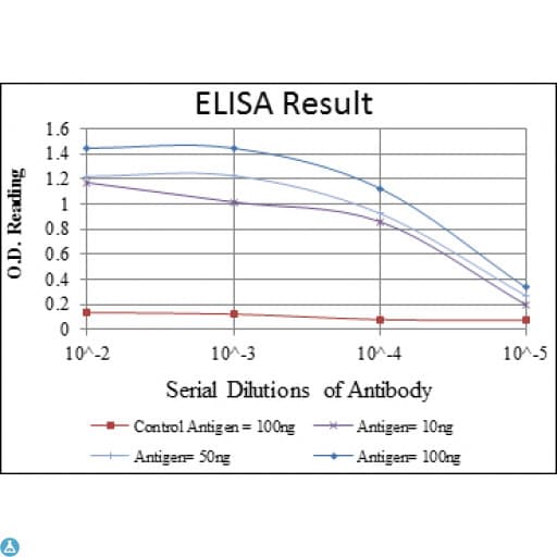 CST3 / Cystatin C Antibody