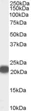 IHC-plus™ PEBP1 / RKIP Antibody (aa70-83)