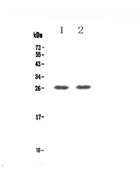 Polyclonal Rabbit anti-Human TNFRSF18 / GITR Antibody (WB)