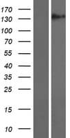COBL Protein (Over-Expression Lysate Myc-DDK (Flag))