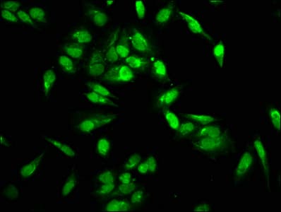 Polyclonal Rabbit anti-Human HIST1H2AI Antibody (IF)