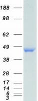 Human HNRNPF / hnRNP F Protein (Recombinant Myc-DDK (Flag))