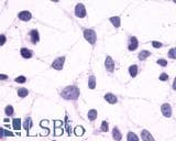 PathPlus™ GPR44 / CRTH2 Antibody (N-Terminus)
