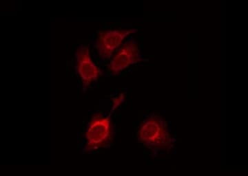 SH3RF3 Antibody