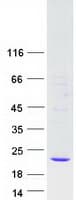 Human GPX7 Protein (Recombinant Myc-DDK (Flag))