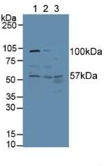 GPT / Alanine Transaminase Antibody (aa255-496, Cy3)