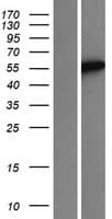 KIAA1456 / C8orf79 Protein (Over-Expression Lysate Myc-DDK (Flag))