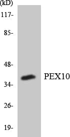 PEX10 Antibody (aa166-215)