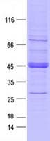Human DDR2 Protein (Recombinant DDK,C-terminus)