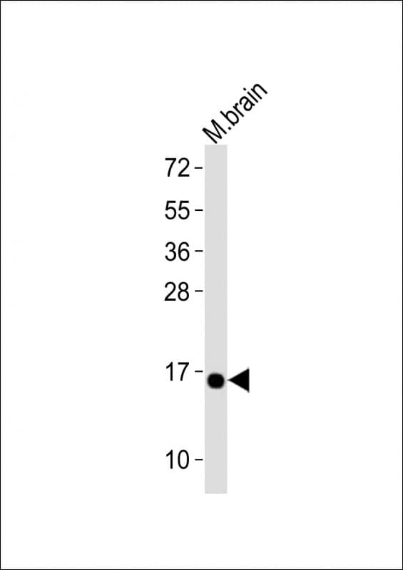NAF-1 / CISD2 Antibody (aa110-144)