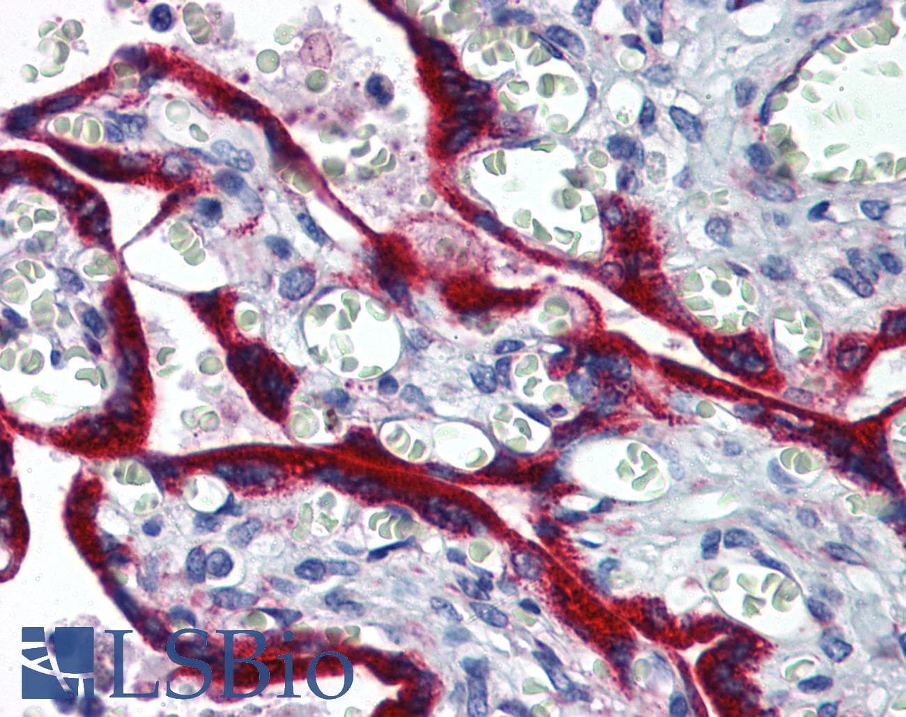 IHC-plus™ FBN1 / Fibrillin 1 Antibody (clone 3H6)