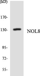 NOL8 Antibody (aa1118-1167)