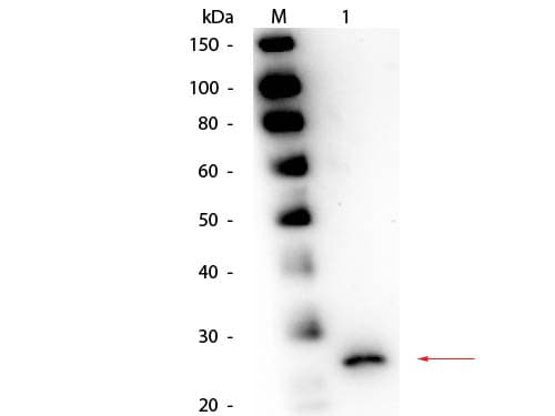 Polyclonal Goat anti-Carica papaya Papain Antibody (Liquid, IHC, WB)