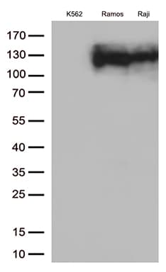 MME / CD10 Antibody (aa411-750, clone OTI1E4)