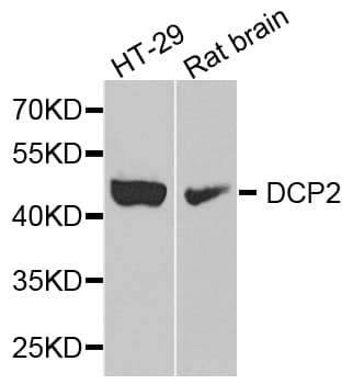 DCP2 Antibody