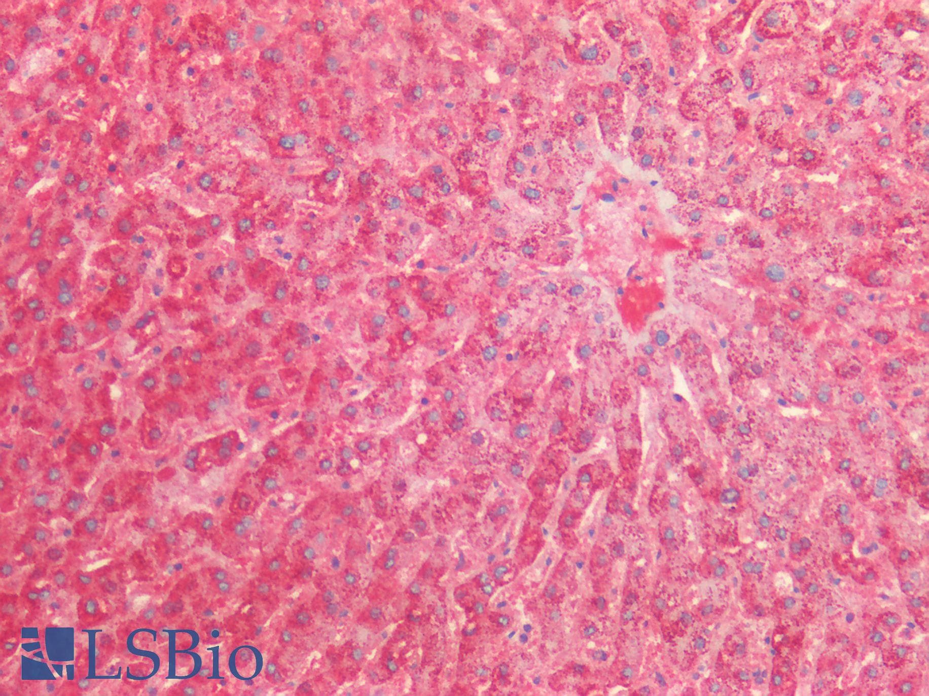 PathPlus™ HSPD1 / HSP60 Antibody (clone OTI3A2)