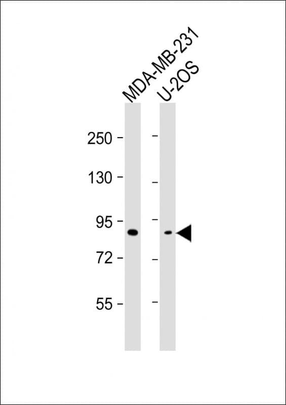 SMURF2 Antibody (clone 1826CT865.51.28)