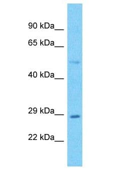Lymphotoxin-Beta / LTB Antibody (aa175-224)