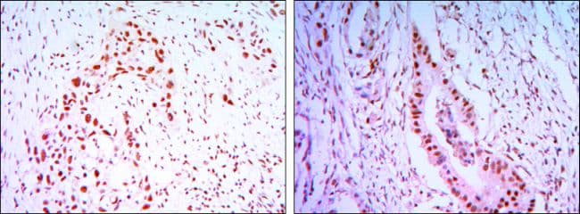 CDC27 Antibody (clone 5C12)
