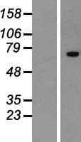 ZNF264 Protein (Over-Expression Lysate Myc-DDK (Flag))