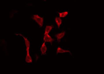 ABCF1 Antibody