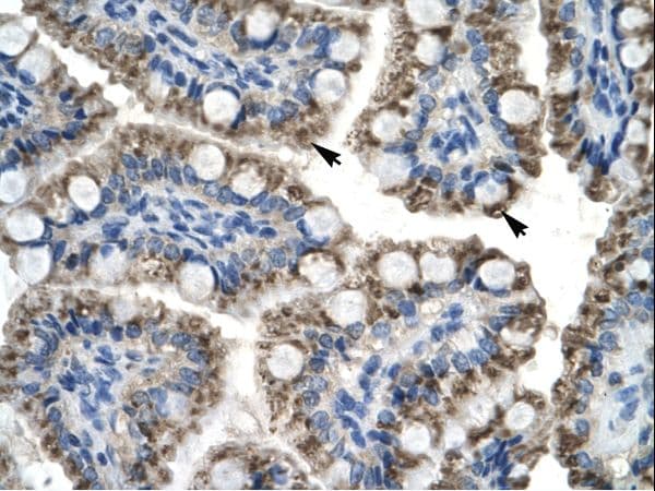 TOX2 Antibody (N-Terminus)