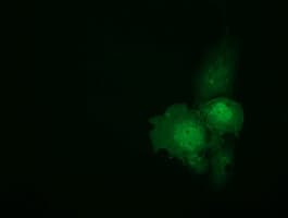 C9orf41 Antibody (clone OTI1E8)