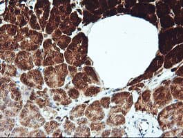 Monoclonal Mouse anti-Human KLK8 / Kallikrein 8 Antibody (clone OTI14E11, IHC, IF, WB)