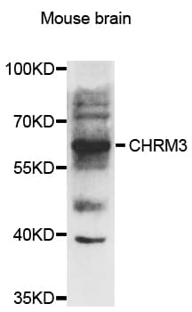 CHRM3 / M3 Antibody