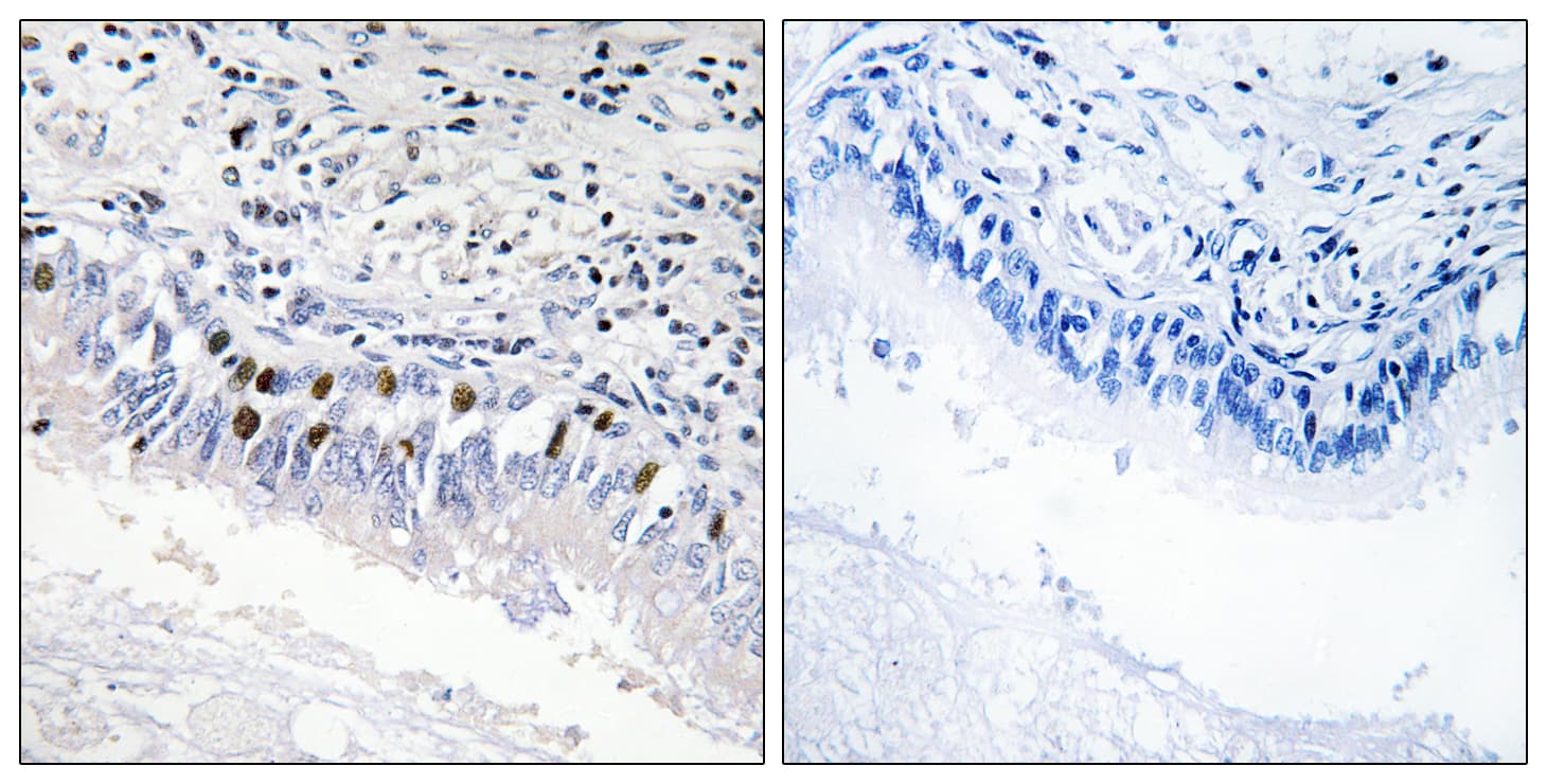 MED12 Antibody (aa611-660)