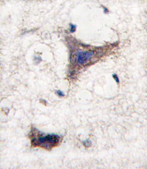 SPRED1 Antibody (aa302-331)