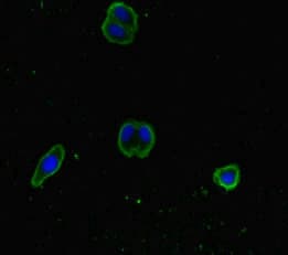 Polyclonal Rabbit anti-Human SNX14 Antibody (IHC, IF)