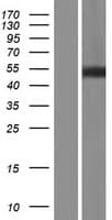 FAM155B / TMEM28 Protein (Over-Expression Lysate Myc-DDK (Flag))