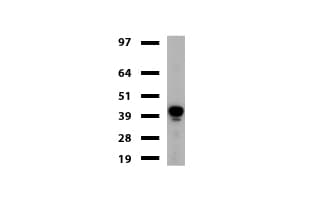 GFAP Antibody (clone UMAB129, Carrier-free)