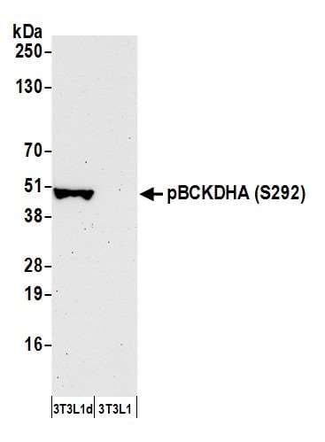 BCKDHA / BCKDE1A Antibody (phospho-Ser292)
