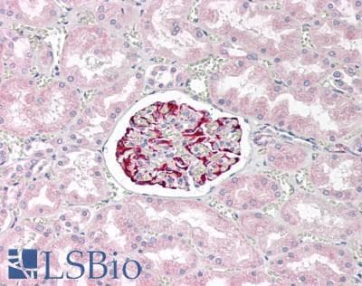 IHC-plus™ LRRC25 Antibody (clone 1D1)