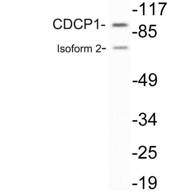 Polyclonal Rabbit anti-Human CDCP1 Antibody (aa652-701, WB)