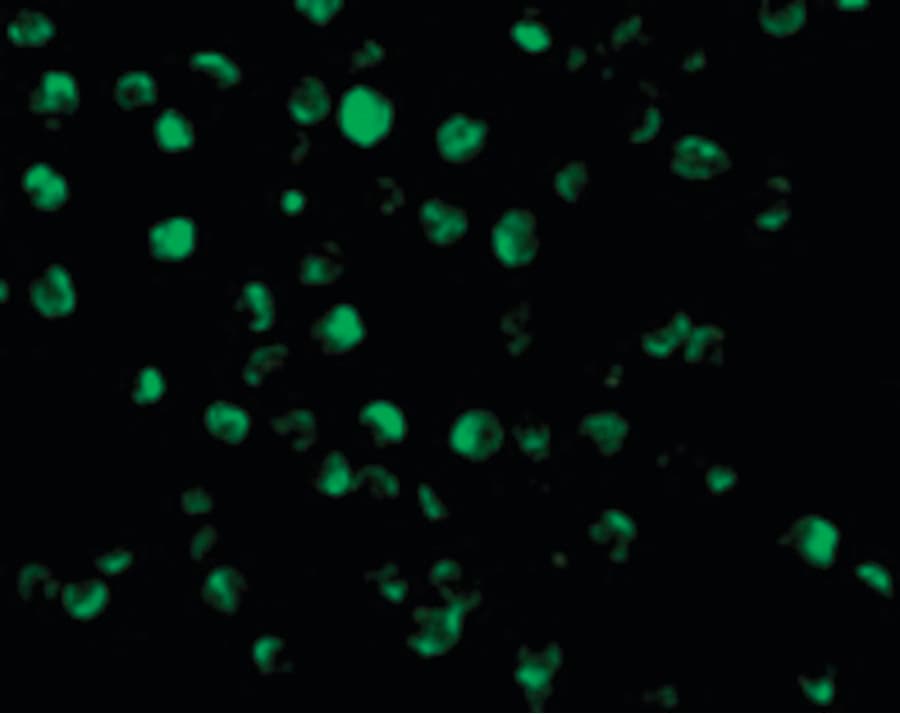 IHC-plus™ AIFM1 / AIF / PDCD8 Antibody