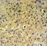 INSC Antibody (aa410-437)