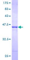 Human GTF2H2 Protein (Recombinant GST)