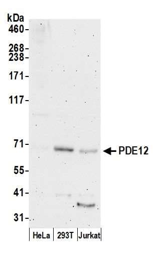 PDE12 Antibody (aa559-609)
