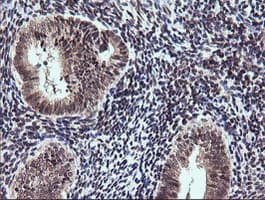 ETS2 Antibody (clone OTI1H4)