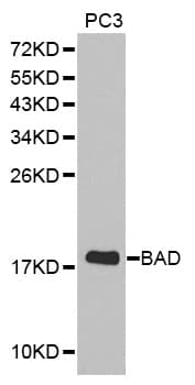 BAD Antibody