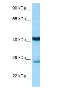 STX7 / Syntaxin 7 Antibody (aa25-74)