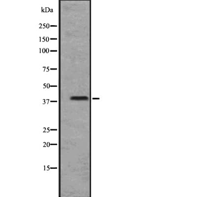 GPR25 Antibody